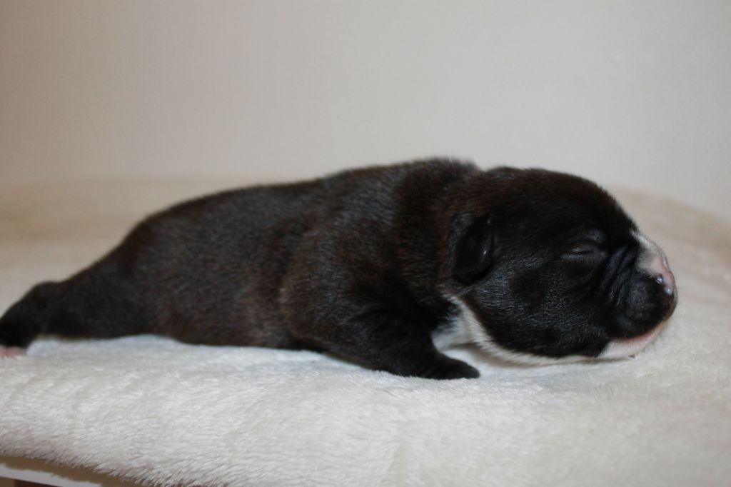 Des Anges De Soluta - Staffordshire Bull Terrier - Portée née le 04/06/2018