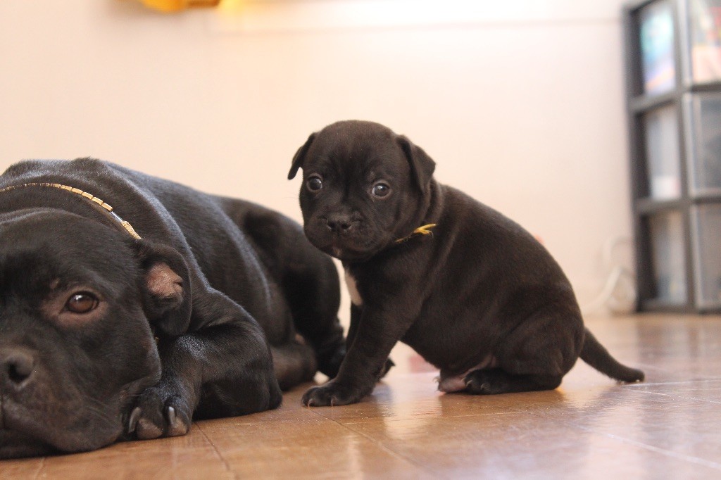 Des Anges De Soluta - Staffordshire Bull Terrier - Portée née le 26/06/2020